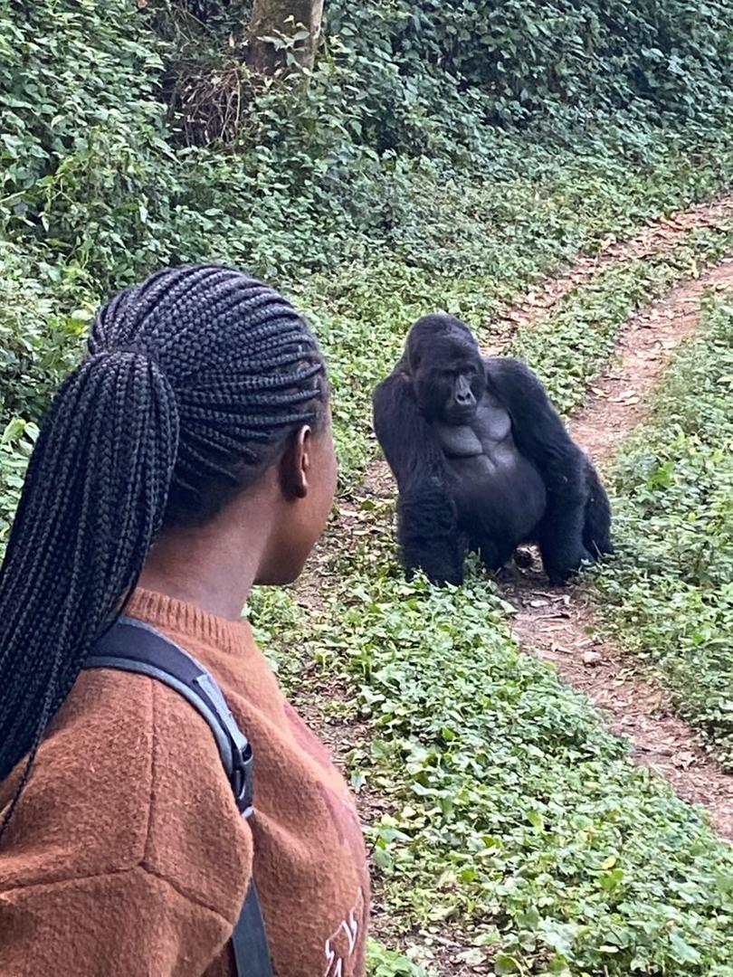 gorillas